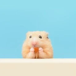 Papaya Treat 8 Oz. - Healthy Natural Dried Fruit Treat - Sugar Gliders, Rats, Chinchillas, Ferrets, Parrots, Hamsters, Squirrels, Hedgehogs, Guinea Pigs, Rabbits, Prairie Dogs, Marmosets, Small Pets 9 Papaya Treat 8 Oz. - Healthy Natural Dried Fruit Treat - Sugar Gliders, Rats, Chinchillas, Ferrets, Parrots, Hamsters, Squirrels, Hedgehogs, Guinea Pigs, Rabbits, Prairie Dogs, Marmosets, Small Pets -Pet Care Center 21tOxGunHwL