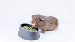 High Desert Delight Alfalfa Pellets: The Holy Grail Of Small Pet Food For Your Furry, Feathered, And Shelled Friends -Pet Care Center 31NvtgE6RJL