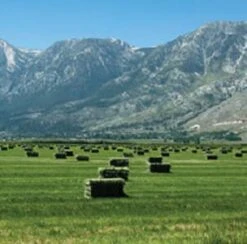 Blue Mountain High Altitude Timothy Hay (5 LB) Rabbits, Guinea Pigs | Bunny Rabbit, Hamster, Chinchilla & Gerbil Feed | Similar To Alfalfa Cubes, Orchard Grass Hay -Pet Care Center 31bJ5kMa0iS