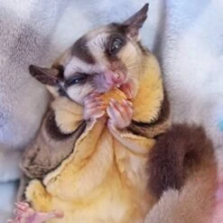 Papaya Treat 8 Oz. - Healthy Natural Dried Fruit Treat - Sugar Gliders, Rats, Chinchillas, Ferrets, Parrots, Hamsters, Squirrels, Hedgehogs, Guinea Pigs, Rabbits, Prairie Dogs, Marmosets, Small Pets 11 Papaya Treat 8 Oz. - Healthy Natural Dried Fruit Treat - Sugar Gliders, Rats, Chinchillas, Ferrets, Parrots, Hamsters, Squirrels, Hedgehogs, Guinea Pigs, Rabbits, Prairie Dogs, Marmosets, Small Pets -Pet Care Center 41KmzCTtTiL