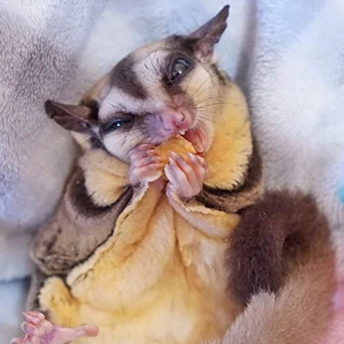 Papaya Treat 8 Oz. - Healthy Natural Dried Fruit Treat - Sugar Gliders, Rats, Chinchillas, Ferrets, Parrots, Hamsters, Squirrels, Hedgehogs, Guinea Pigs, Rabbits, Prairie Dogs, Marmosets, Small Pets 7 Papaya Treat 8 Oz. - Healthy Natural Dried Fruit Treat - Sugar Gliders, Rats, Chinchillas, Ferrets, Parrots, Hamsters, Squirrels, Hedgehogs, Guinea Pigs, Rabbits, Prairie Dogs, Marmosets, Small Pets - Image 5