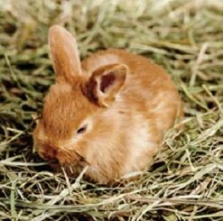 Blue Mountain High Altitude Timothy Hay (5 LB) Rabbits, Guinea Pigs | Bunny Rabbit, Hamster, Chinchilla & Gerbil Feed | Similar To Alfalfa Cubes, Orchard Grass Hay -Pet Care Center 41TwkfZbBXS