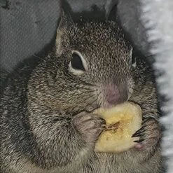 Treat Assortment 10 Pack - Healthy Treat With Mix Of Dried Fruits, Dried Insects, & Crunchies - Sugar Gliders, Rats, Chinchillas, Parrots, Guinea Pigs, Hamsters, Small Animals - Sample Variety -Pet Care Center 513U0BYAyfL