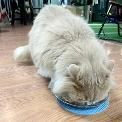 WEWAYKGJ Shallow Cat Food Bowls Stainless Steel Cat Dish Wide Small Dog Bowls Whisker Fatigue Relief Cat Plates For Kittens Puppy Hamster 10 Pcs (6.3 Inch Dia.) -Pet Care Center 51F0X5PVD8L