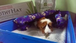 Small Pet Select Guinea Pig Food Pellets, 10 Lb. -Pet Care Center 51N96VuSQwL