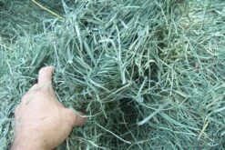 Standlee Premium Western Forage Orchard, 10lb Box -Pet Care Center 51Rp2hLcVOL