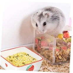 PATKAW 2pcs Ceramic Bowl Water Bottle Dispenser Puppies Supplies Rabbit Food Bowl Strawberry Bowl Small Animal Feeding And Watering Supplies Reptile Food Dish Small Dog Food Bowls To Feed -Pet Care Center 51TCgo43UGL