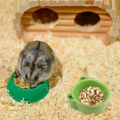 POPETPOP Rodent Hamsters Animal Feeder Water Rats Gerbil Pet Food Gerbils Pig Pigeons Hamster Reptile Dish Xxcm Frag Kitten Frog Ceramics Basin Shape Animals Green Hedgehog Small For -Pet Care Center 51cRdh0JnML