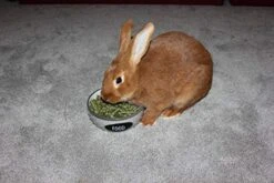 FAMILY FARM AND FEED | Alfalfa Hay Food | Small Pet | Young And Adult | Pellets | 5 Pounds -Pet Care Center 51mlc7gfqzL