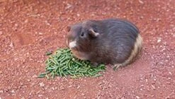 High Desert Delight Alfalfa Pellets: The Holy Grail Of Small Pet Food For Your Furry, Feathered, And Shelled Friends -Pet Care Center 51uP7zgQwkL