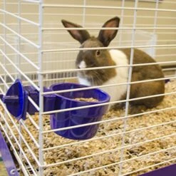 Ware Manufacturing Plastic Slide-N-Lock Crock Pet Bowl For Small Pets, 20 Ounce - Assorted Colors -Pet Care Center 51zdiMtFWcL