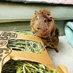 GuineaDad Timothy Hay Bar - Guinea Pig Food - 5 Pack - Pet Food For Rabbits, Small Animals, Hamster Food - Filtered & Hand Packed Guinea Pig Hay - Keeps Hay Secure And Encourages Active Eating -Pet Care Center 618rPUzenlL