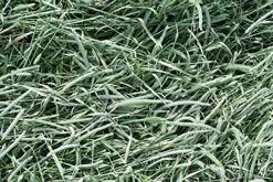 Standlee Premium Western Forage Timothy, 18oz Bag 17 Standlee Premium Western Forage Timothy, 18oz Bag -Pet Care Center 61rAQcUf7PL