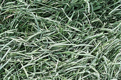 Standlee Premium Western Forage Timothy, 18oz Bag 9 Standlee Premium Western Forage Timothy, 18oz Bag - Image 7